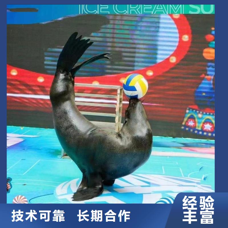 马戏团表演-视频-马戏团表演_四川省雅安市市场覆盖汉源|雨城|攀枝花|广安|遂宁|成都|甘孜|泸州|资阳等