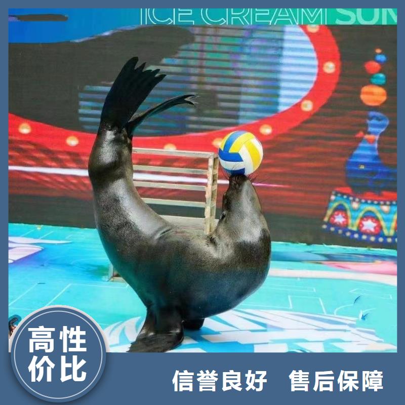 海洋主题动物表演-动物杂技表演租赁公司