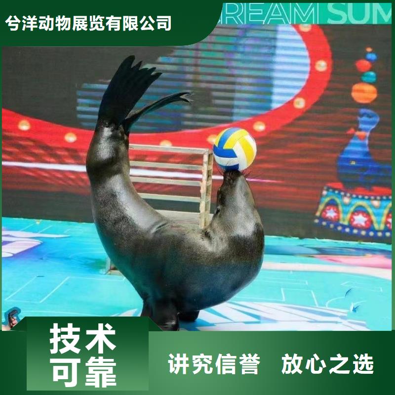 海洋主题动物表演_海狮表演出租资质齐全