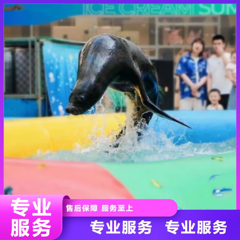 海洋主题动物表演-动物杂技表演租赁公司