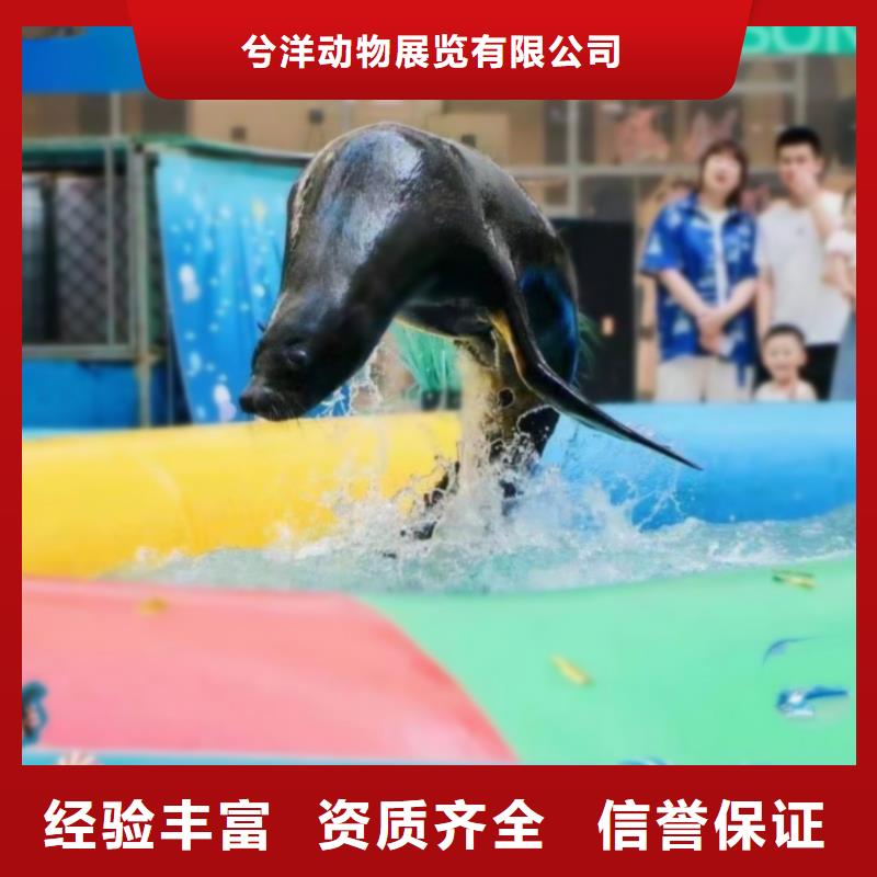 海洋主题动物表演_海狮表演出租资质齐全