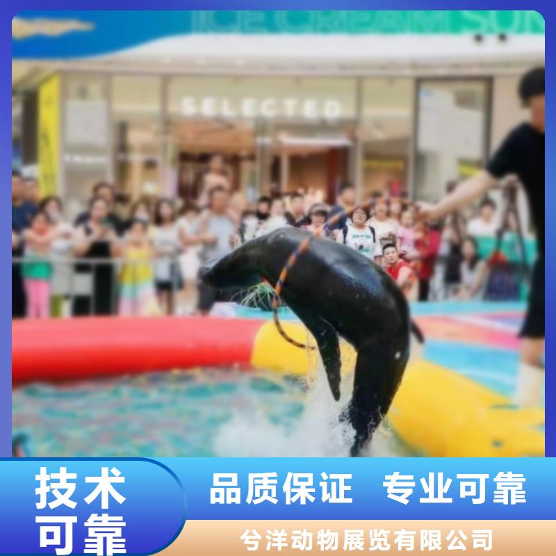 海洋主题动物表演_海狮表演出租资质齐全