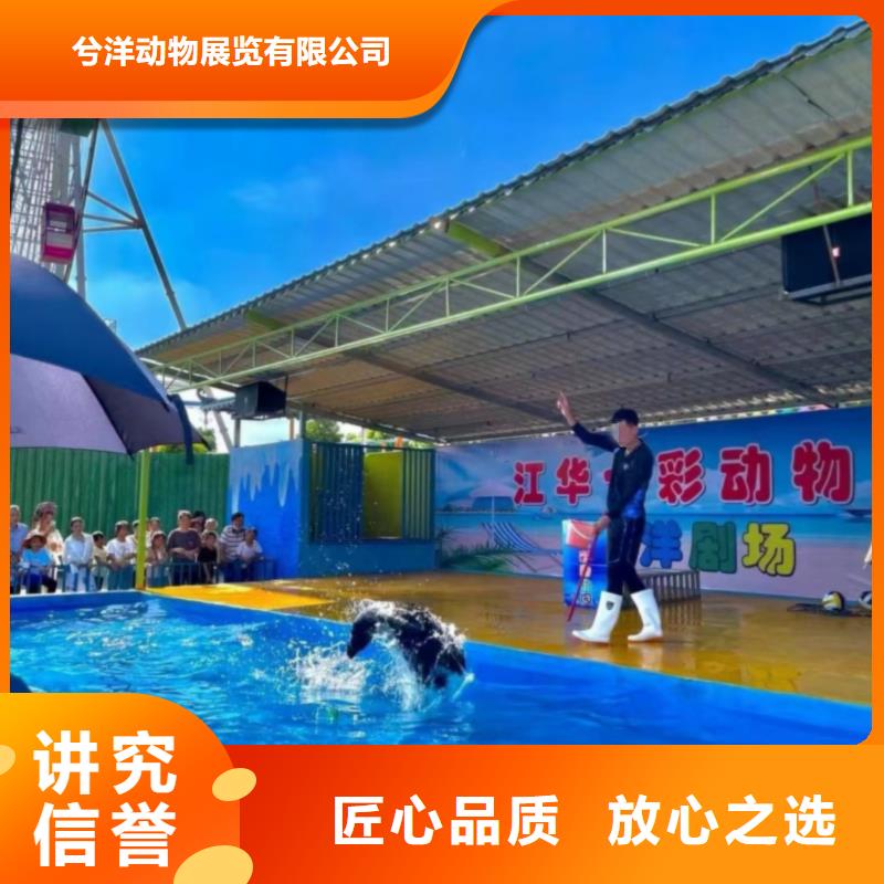 海洋主题动物表演_海狮表演出租资质齐全