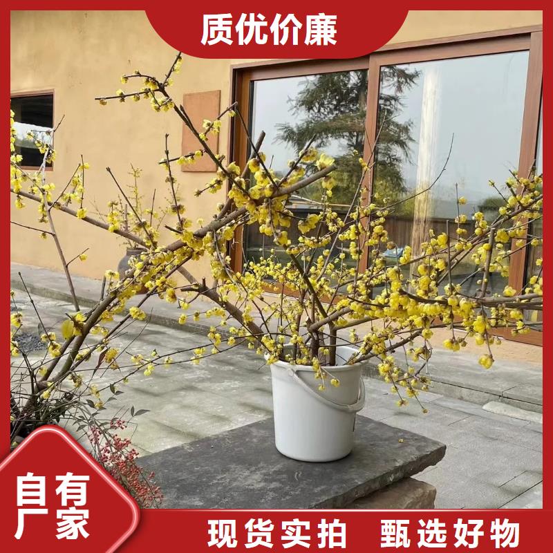仿夯土稻草漆多少钱#仿泥巴稻草漆#民宿改造#美丽乡村