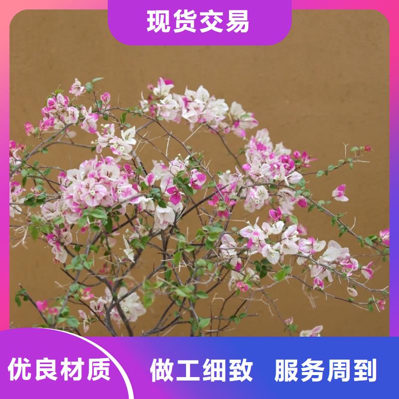 肌理漆-视频-湖南省永州市采贝肌理漆可服务区域双牌|祁阳|株洲|益阳|郴州|长沙|衡阳|湘西|张家界等