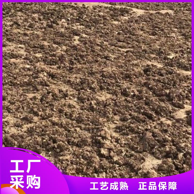 深圳市新桥街道发酵鸡粪生产基地
