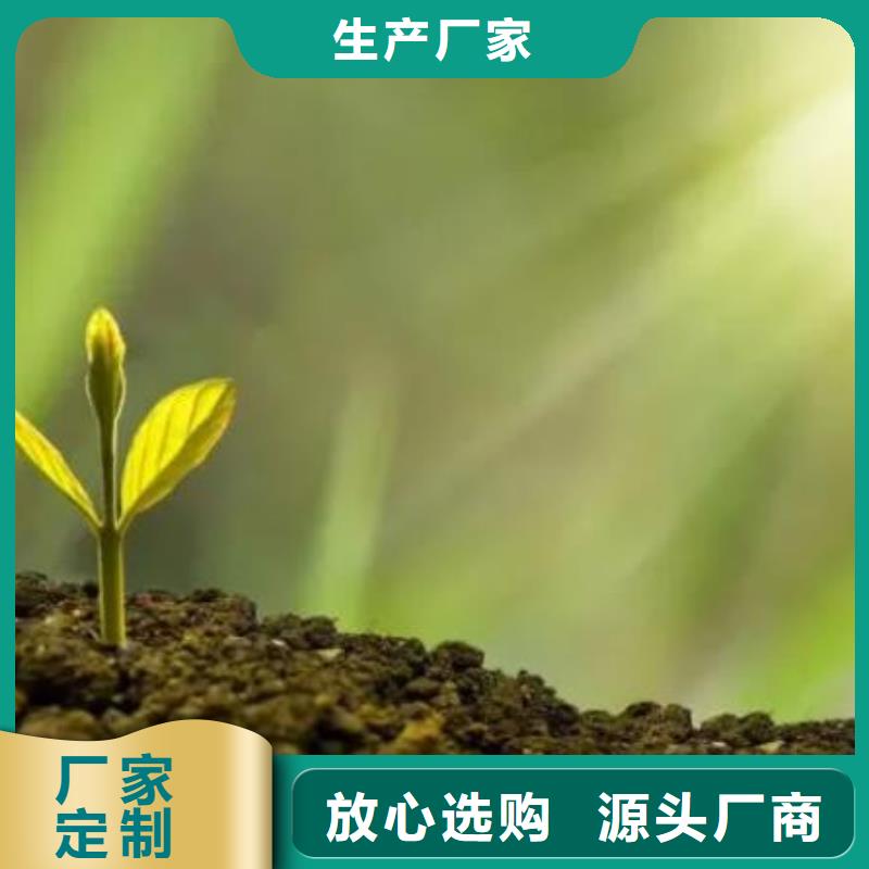 晒干鸡粪果农信赖