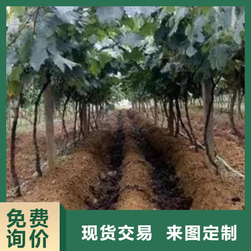 颗粒菌肥价格合适