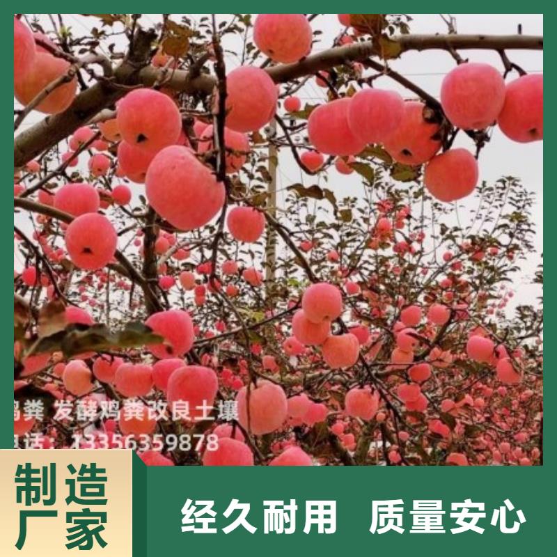 颗粒菌肥让庄稼长势好