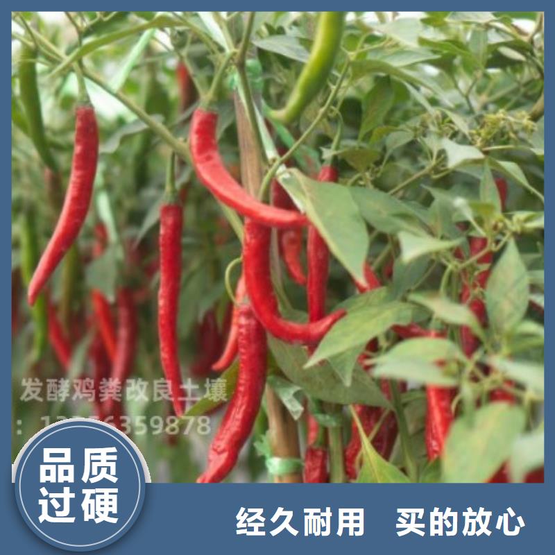 晒干鸡粪性价比高