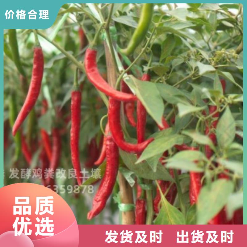 干鸡粪施肥知识