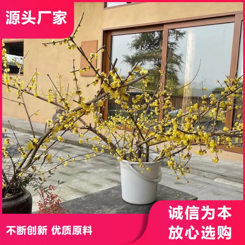 农家小院，乡村建设，民宿改造，仿夯土稻草泥厂家定制