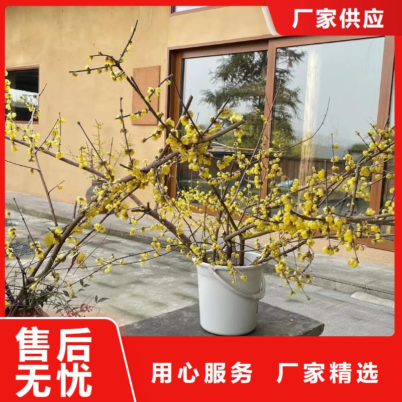 外墙夯土漆生产厂家，批发价，可施工