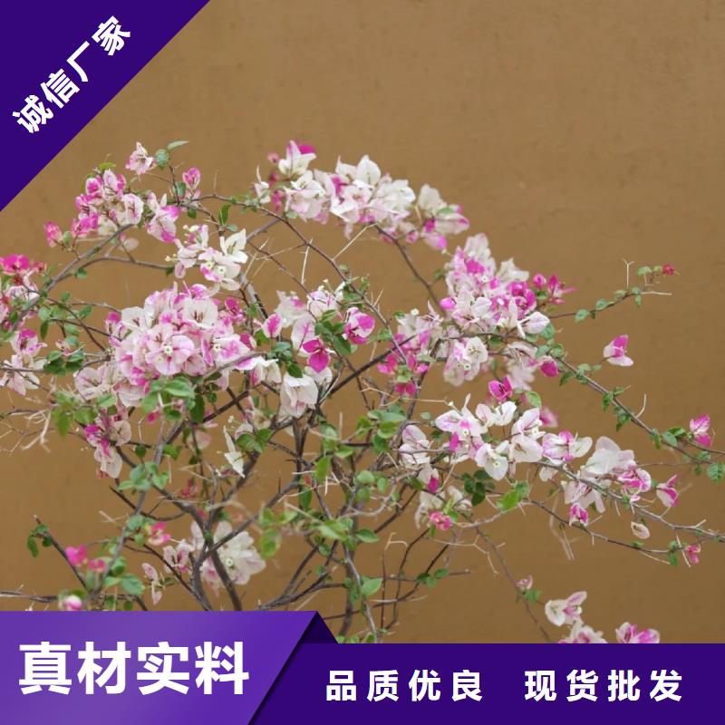 民宿改造，泥巴墙漆，艺术涂料厂家，仿夯土稻草泥批发价格