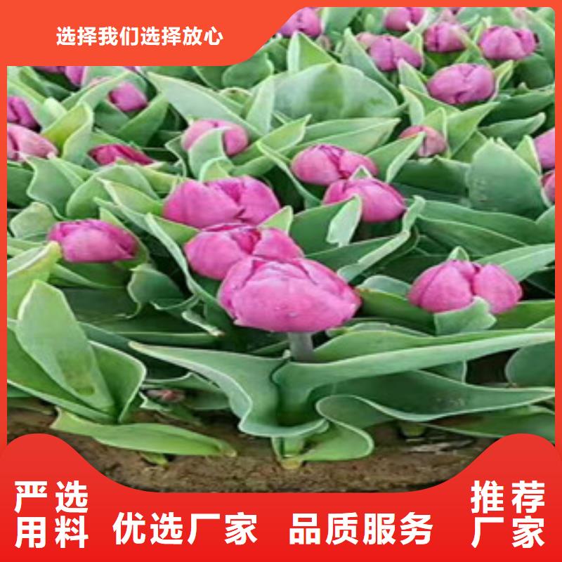 时令草花耐寒耐旱草花基地品质过硬