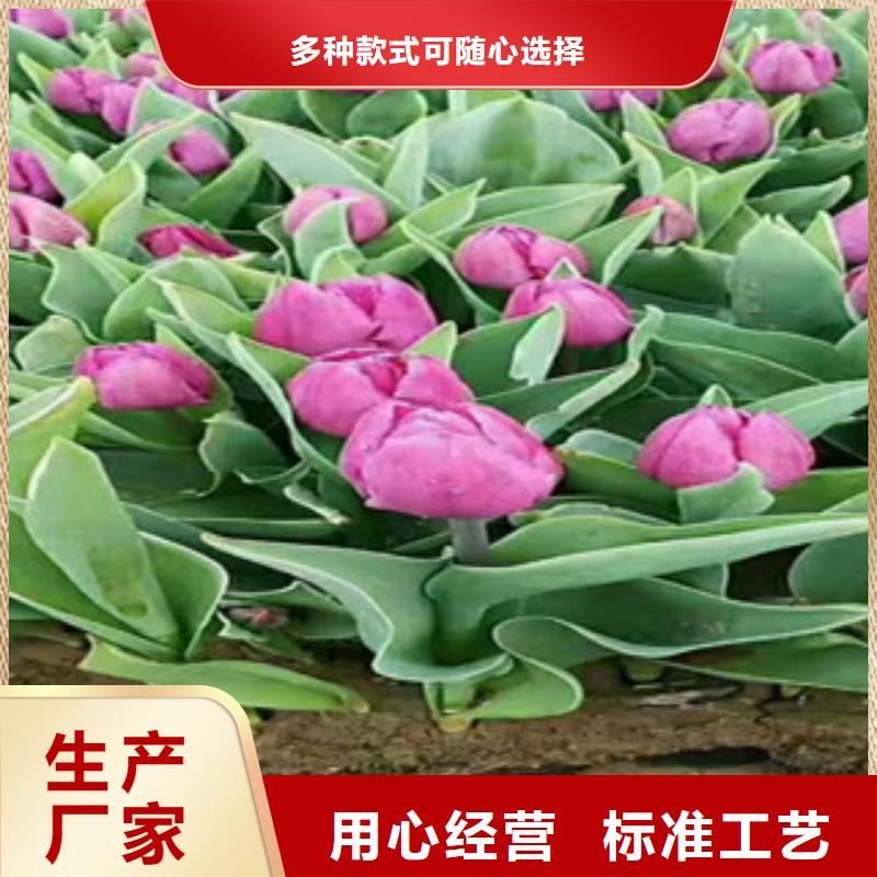 水生植物/荷花睡莲-视频-水生植物/荷花睡莲|直辖香港|