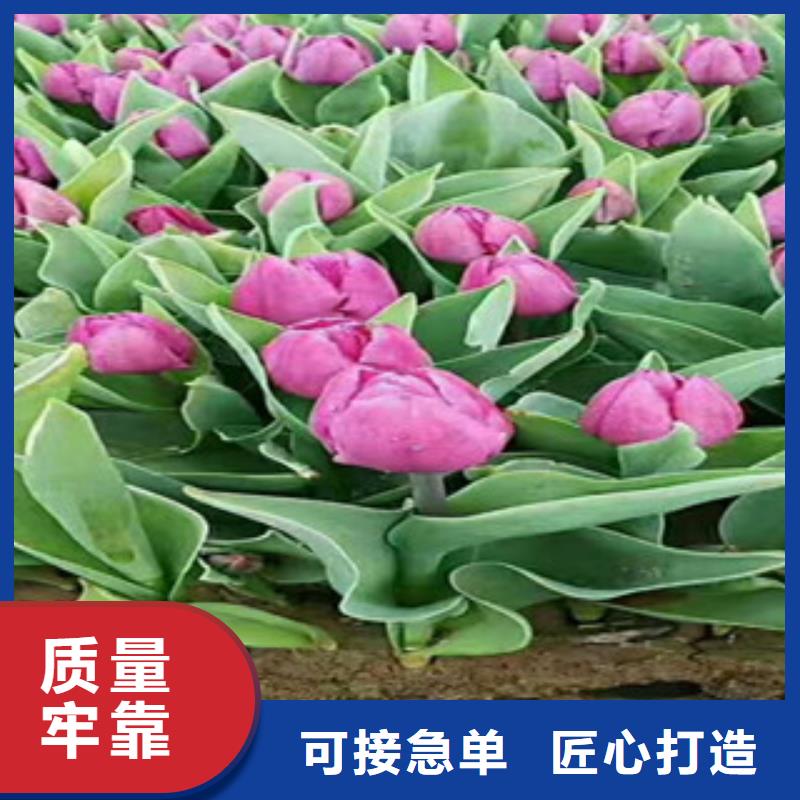 时令草花鲁冰花/粉黛乱子草货源足质量好