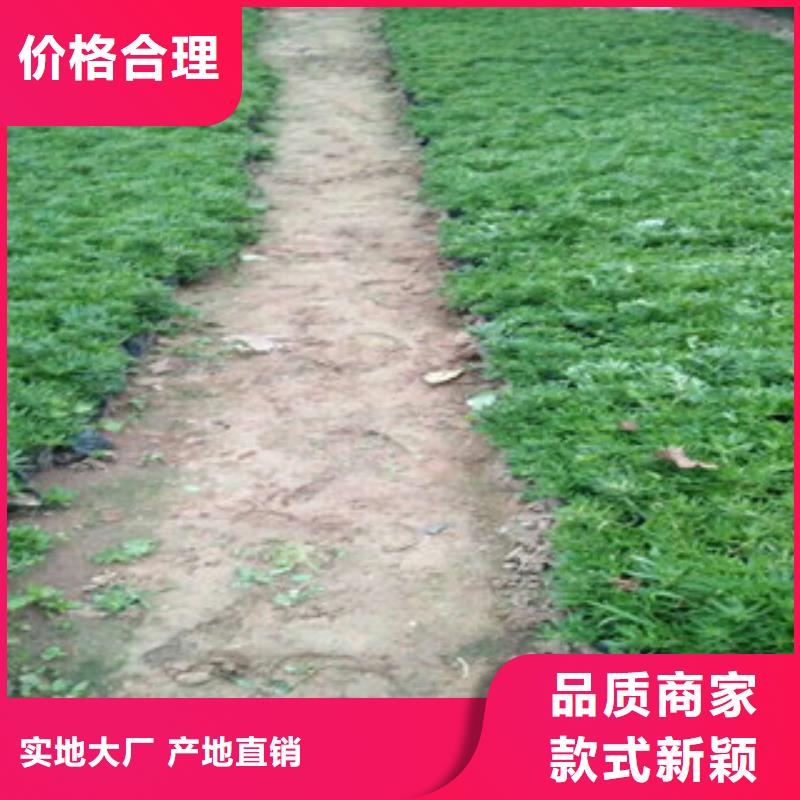 时令草花宿根花卉基地质量可靠