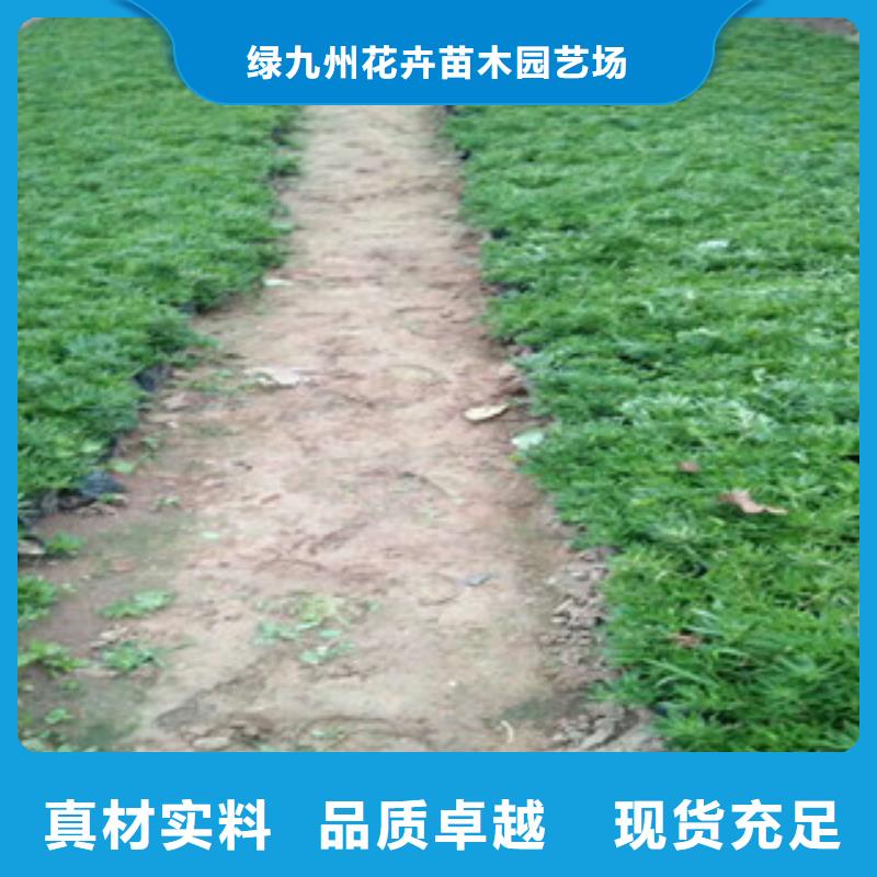 时令草花观赏草/蒲苇狼尾草经销商
