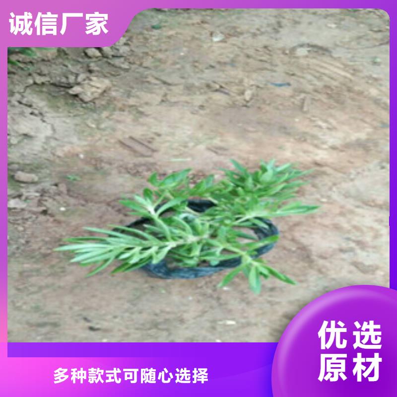 时令草花_柳叶马鞭草/薰衣草支持批发零售