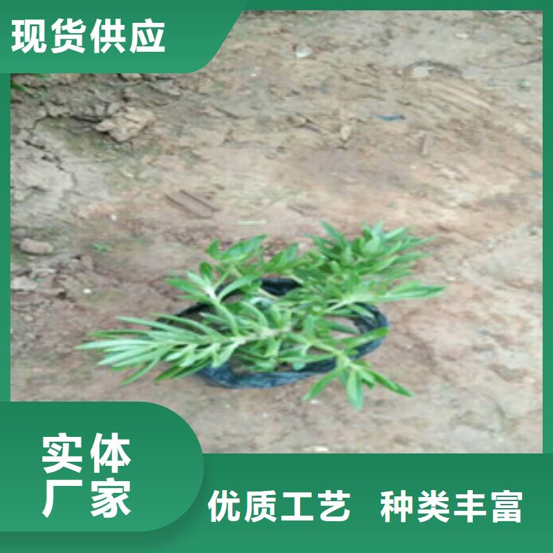 时令草花水生植物/荷花睡莲销售的是诚信