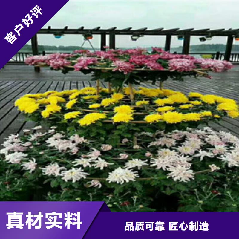 时令草花花海景观工程产地批发