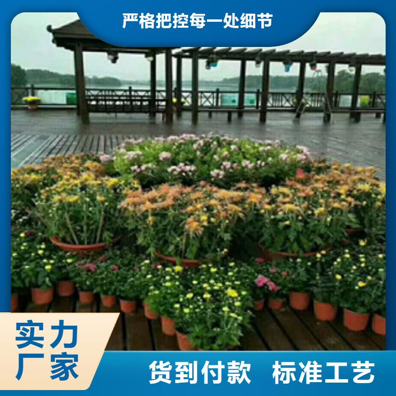 时令草花观赏草/蒲苇狼尾草经销商