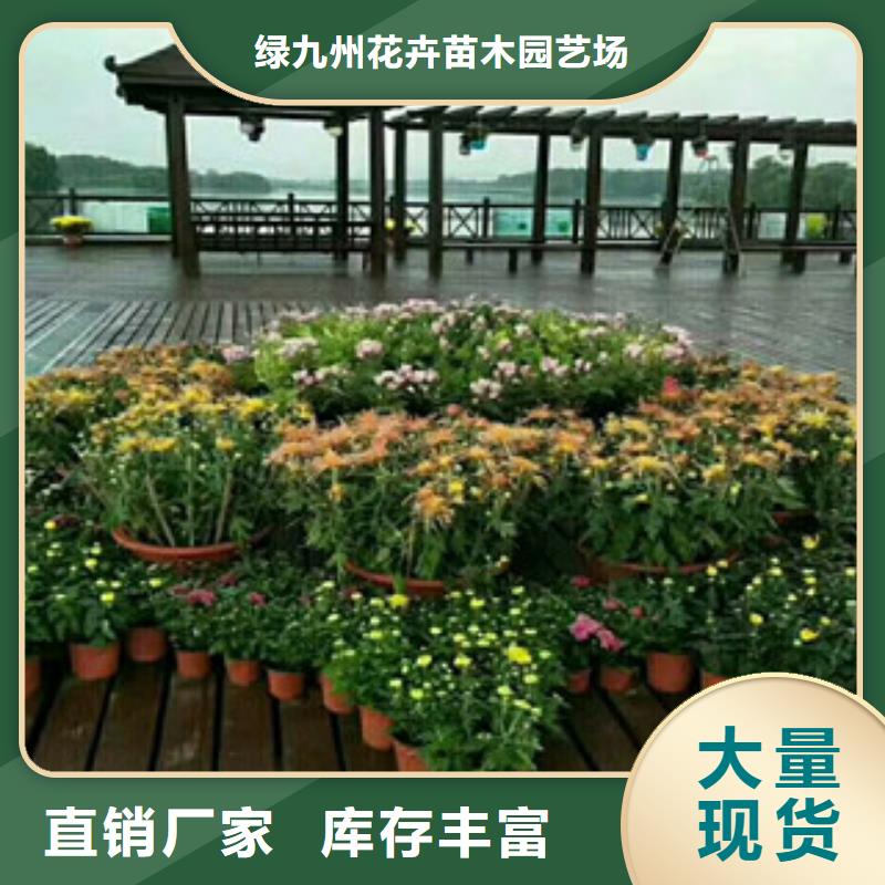 水生植物/荷花睡莲-视频-水生植物/荷花睡莲-广西省河池市(同城)制造商-宜州|天峨|钦州|贺州|柳州|百色|来宾
