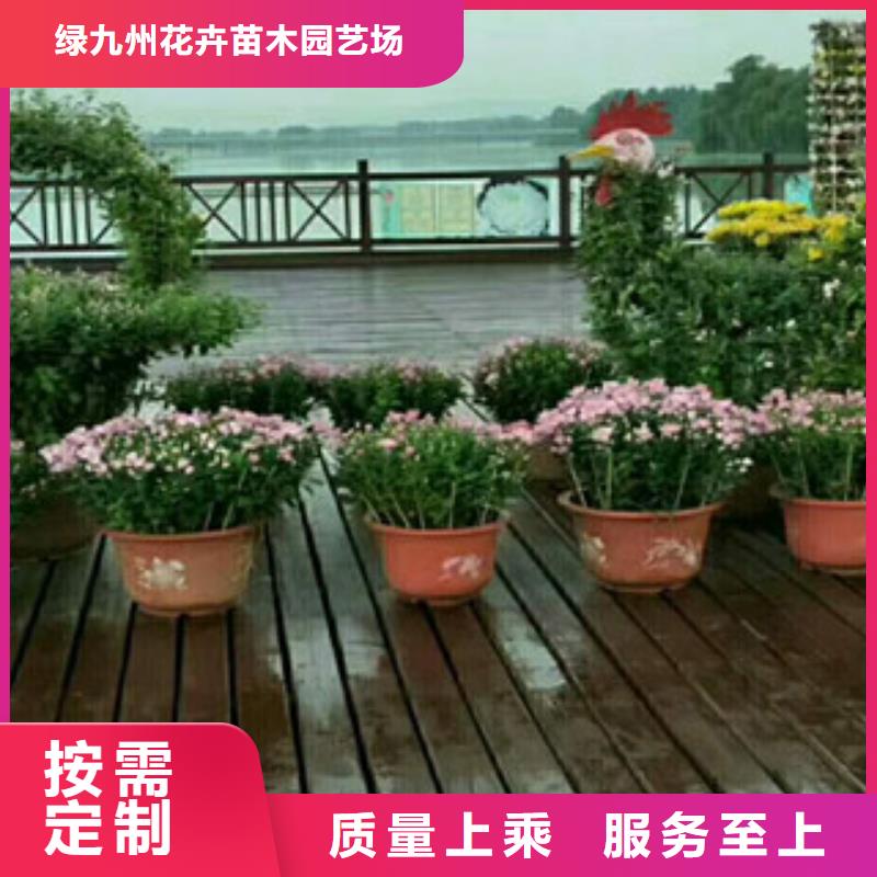 时令草花宿根花卉基地质量可靠