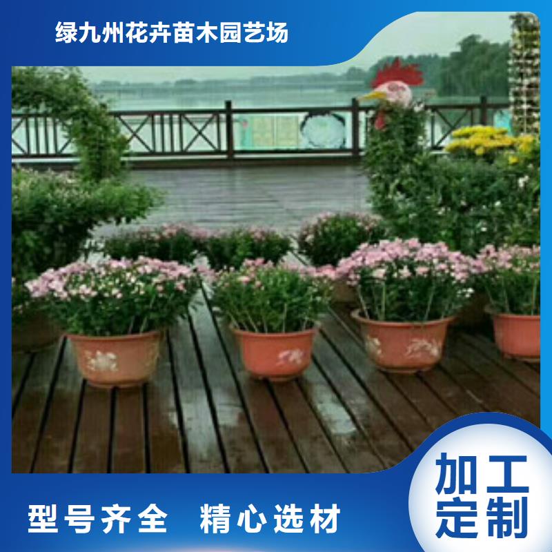 时令草花_柳叶马鞭草/薰衣草支持批发零售