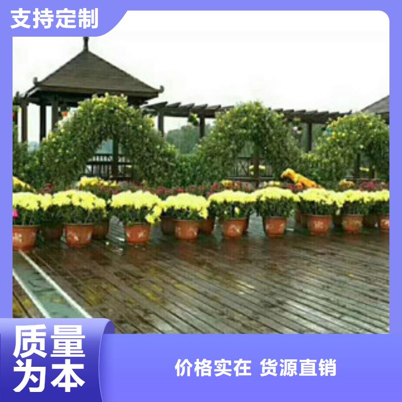 时令草花花海景观工程诚信为本