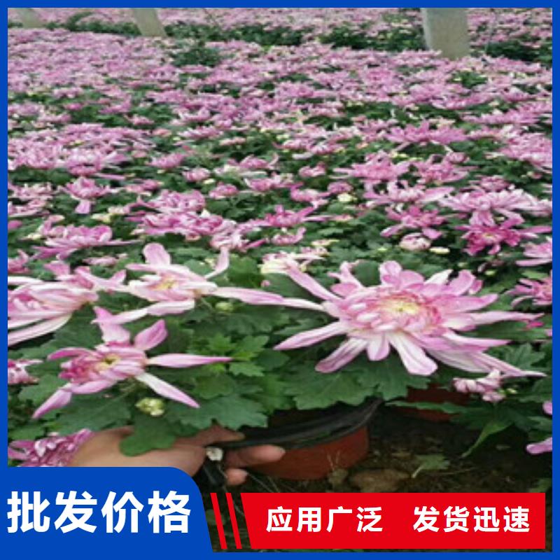 水生植物/荷花睡莲-视频-水生植物/荷花睡莲-广西省河池市(同城)制造商-宜州|天峨|钦州|贺州|柳州|百色|来宾