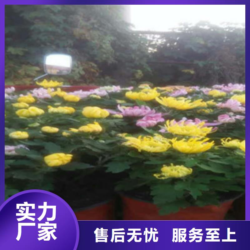 时令草花_柳叶马鞭草/薰衣草支持批发零售