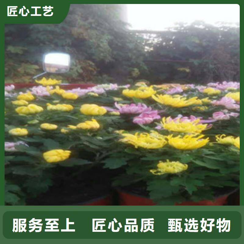 时令草花耐寒耐旱草花基地品质过硬