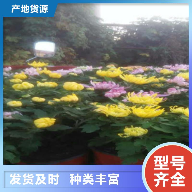 时令草花耐寒耐旱草花基地使用寿命长久