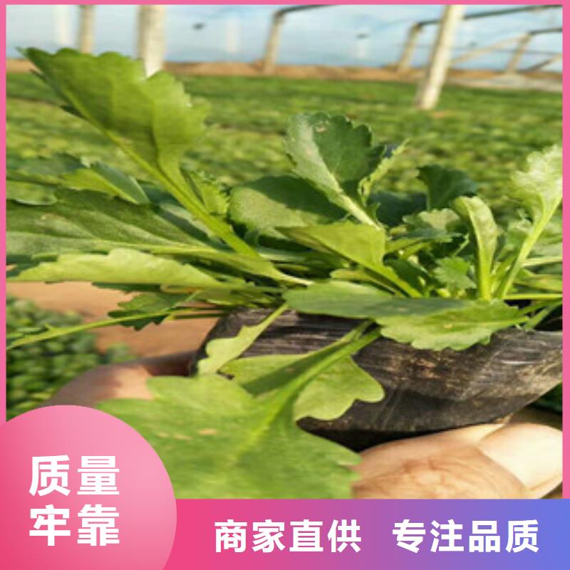 水生植物/荷花睡莲-视频-水生植物/荷花睡莲-广西省河池市(同城)制造商-宜州|天峨|钦州|贺州|柳州|百色|来宾