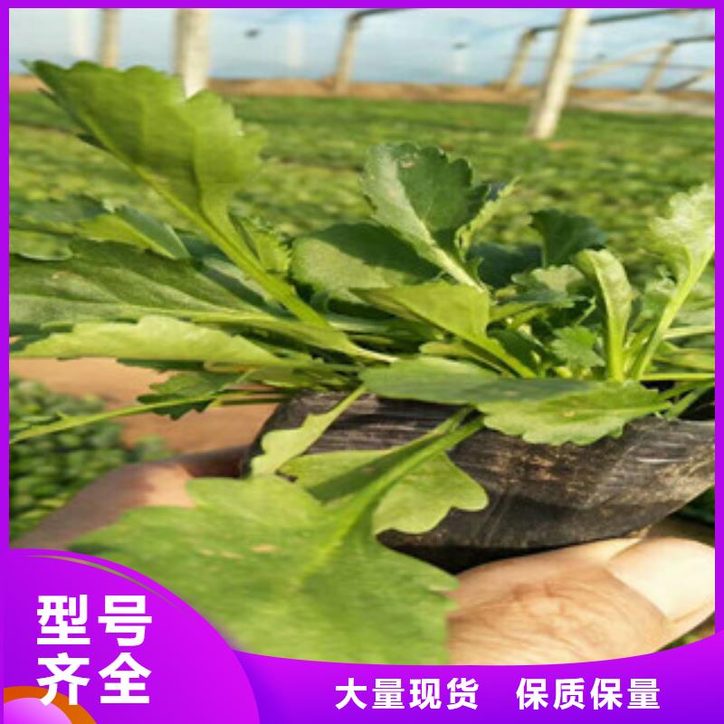 时令草花花海景观工程厂家定制