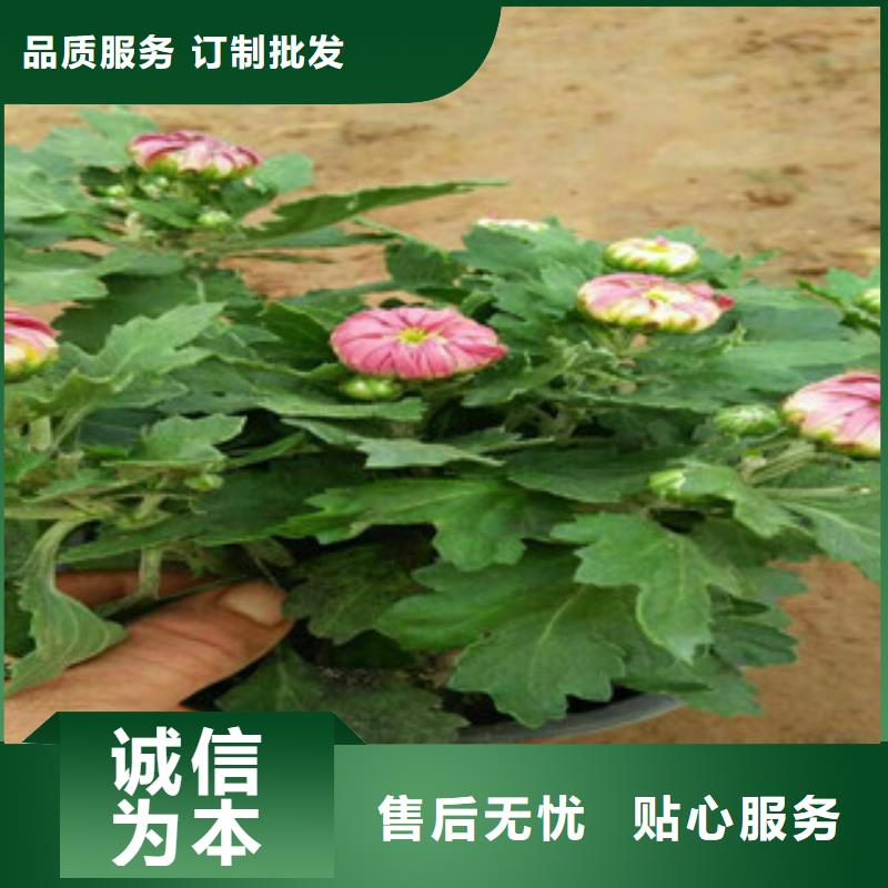 水生植物/荷花睡莲-视频-水生植物/荷花睡莲|直辖香港|