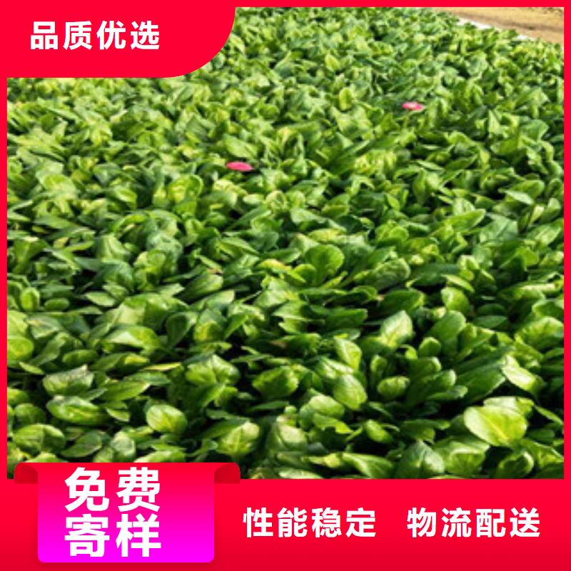 时令草花耐寒耐旱草花基地使用寿命长久