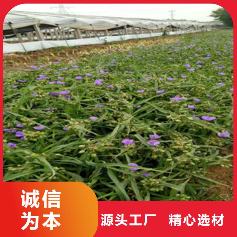时令草花鲁冰花/粉黛乱子草货源足质量好