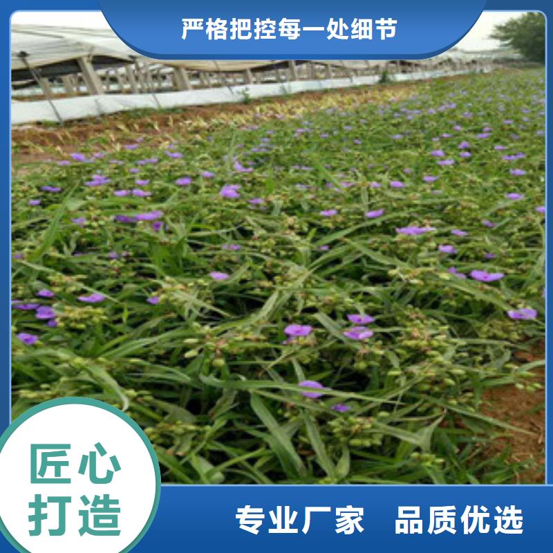 时令草花_耐寒耐旱草花基地发货迅速