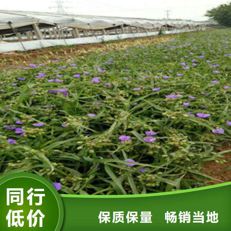 时令草花花海景观工程产地批发
