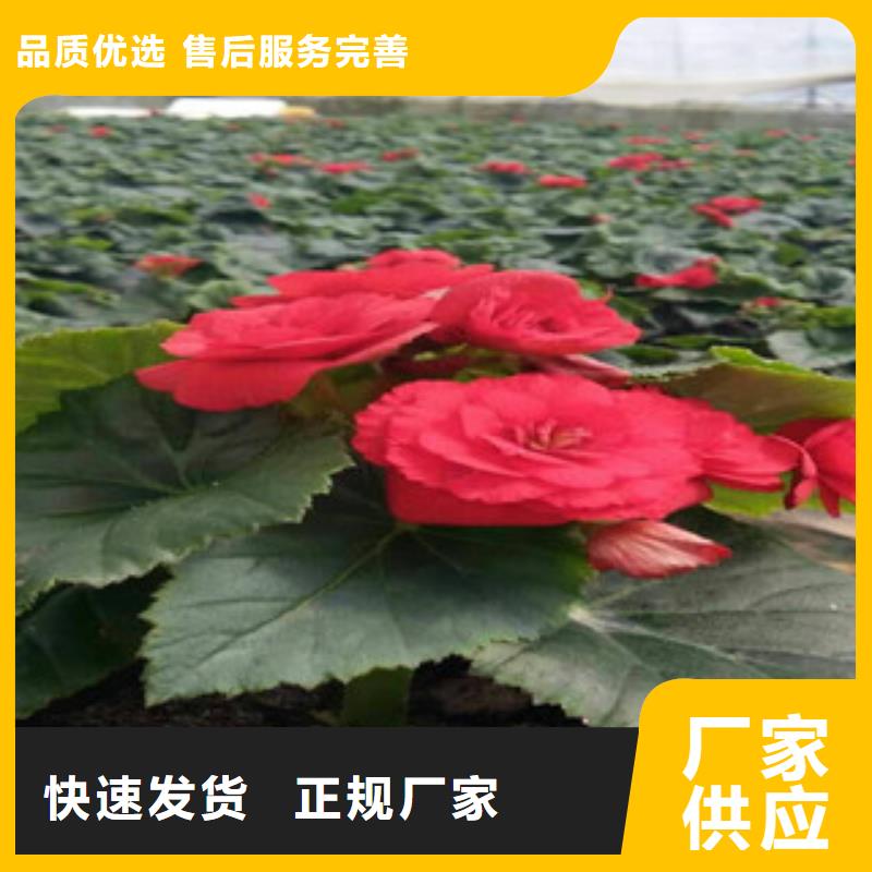 时令草花宿根花卉基地保障产品质量