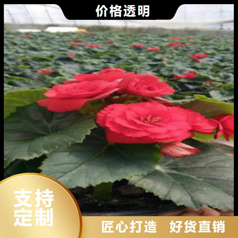 时令草花,五一国庆草花批发品质过硬