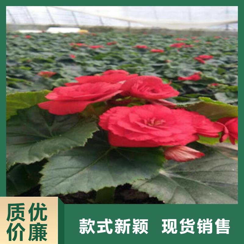 时令草花观赏草/蒲苇狼尾草经销商