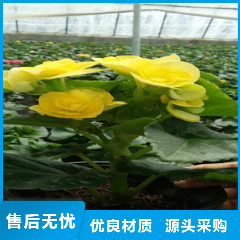 水生植物/荷花睡莲-视频-水生植物/荷花睡莲-广西省河池市(同城)制造商-宜州|天峨|钦州|贺州|柳州|百色|来宾