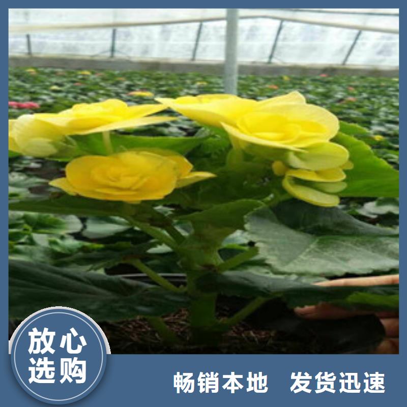 时令草花-花海景观工程专注细节专注品质