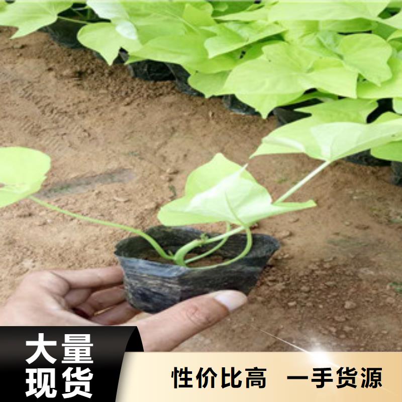 时令草花耐寒耐旱草花基地使用寿命长久