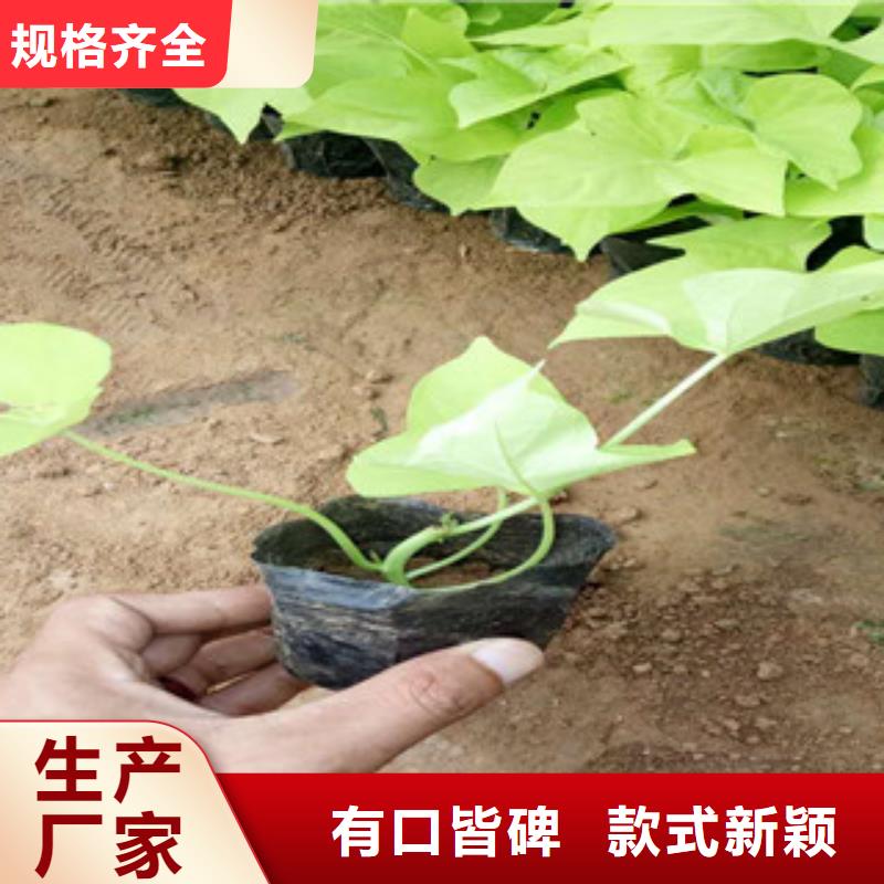 时令草花花海景观工程诚信为本