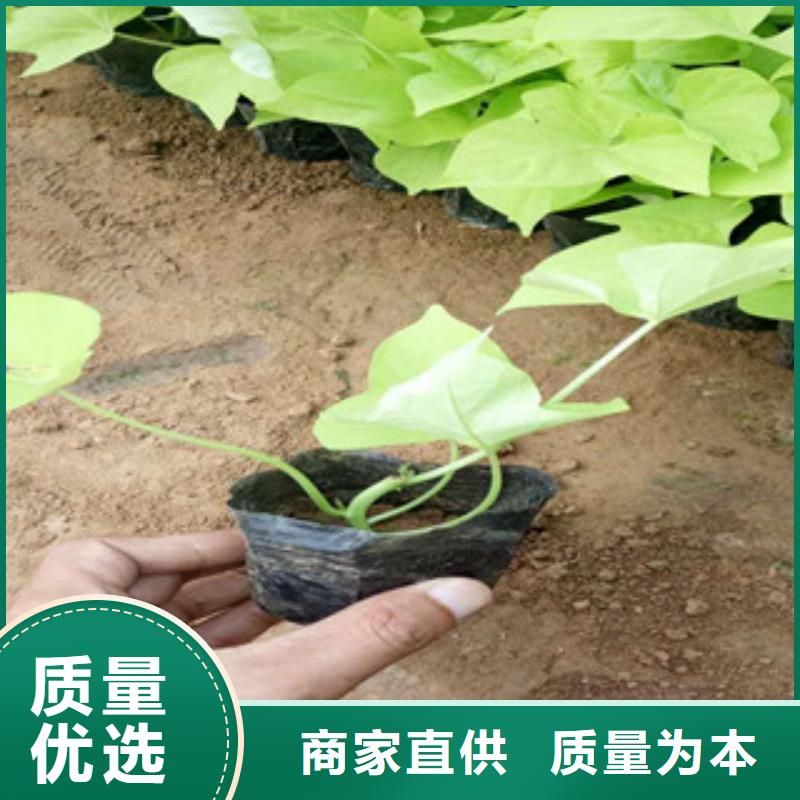 时令草花,五一国庆草花批发品质过硬